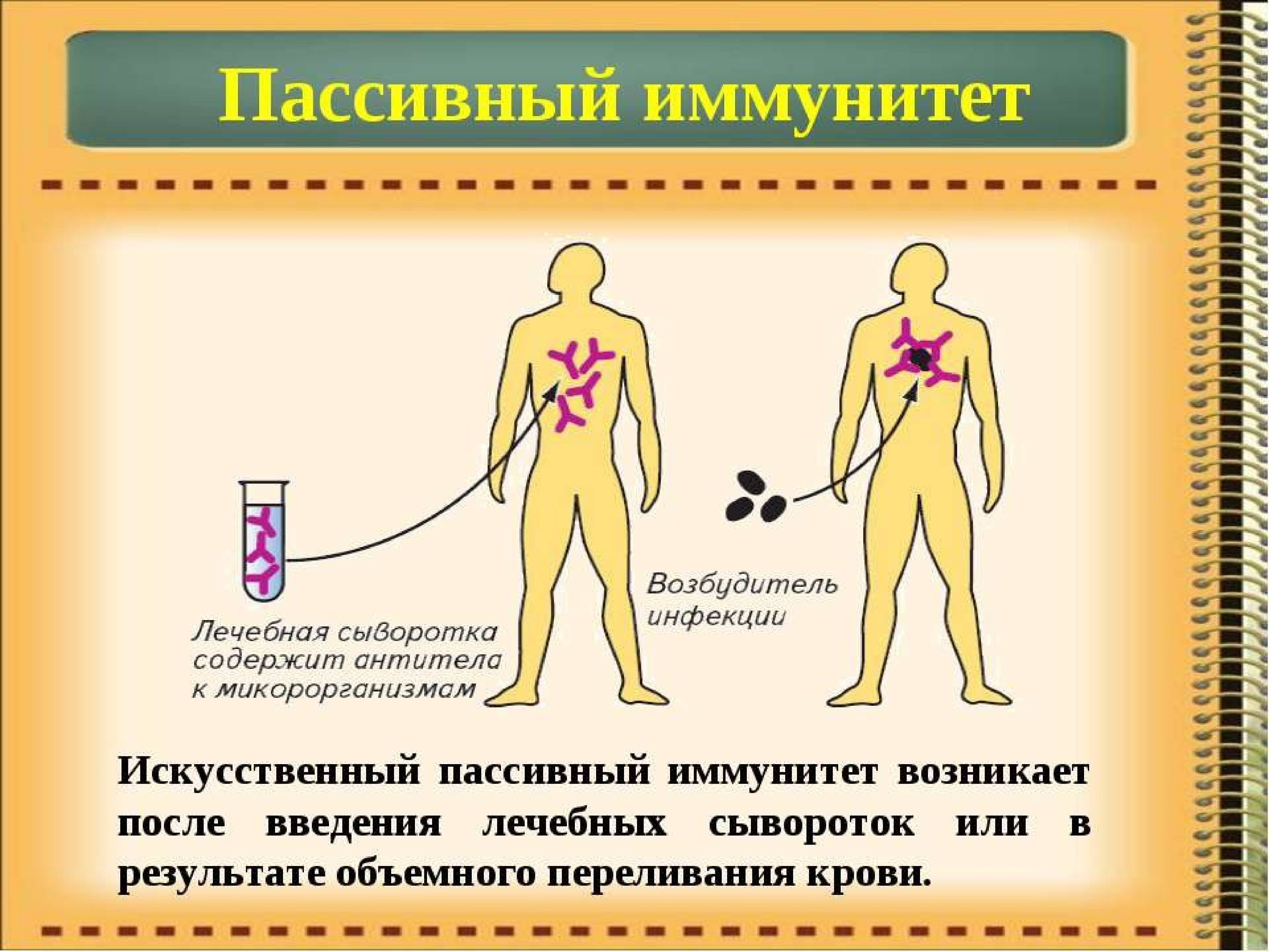 Пассивный искусственный иммунитет у человека. Иммунитет приобретенный искусственный активный пассивный. Пассивный искусственный иммунитет возникает при. Искусственный активный иммунитет создается при введении. Искусственный пассивный иммунитет вырабатывается после.