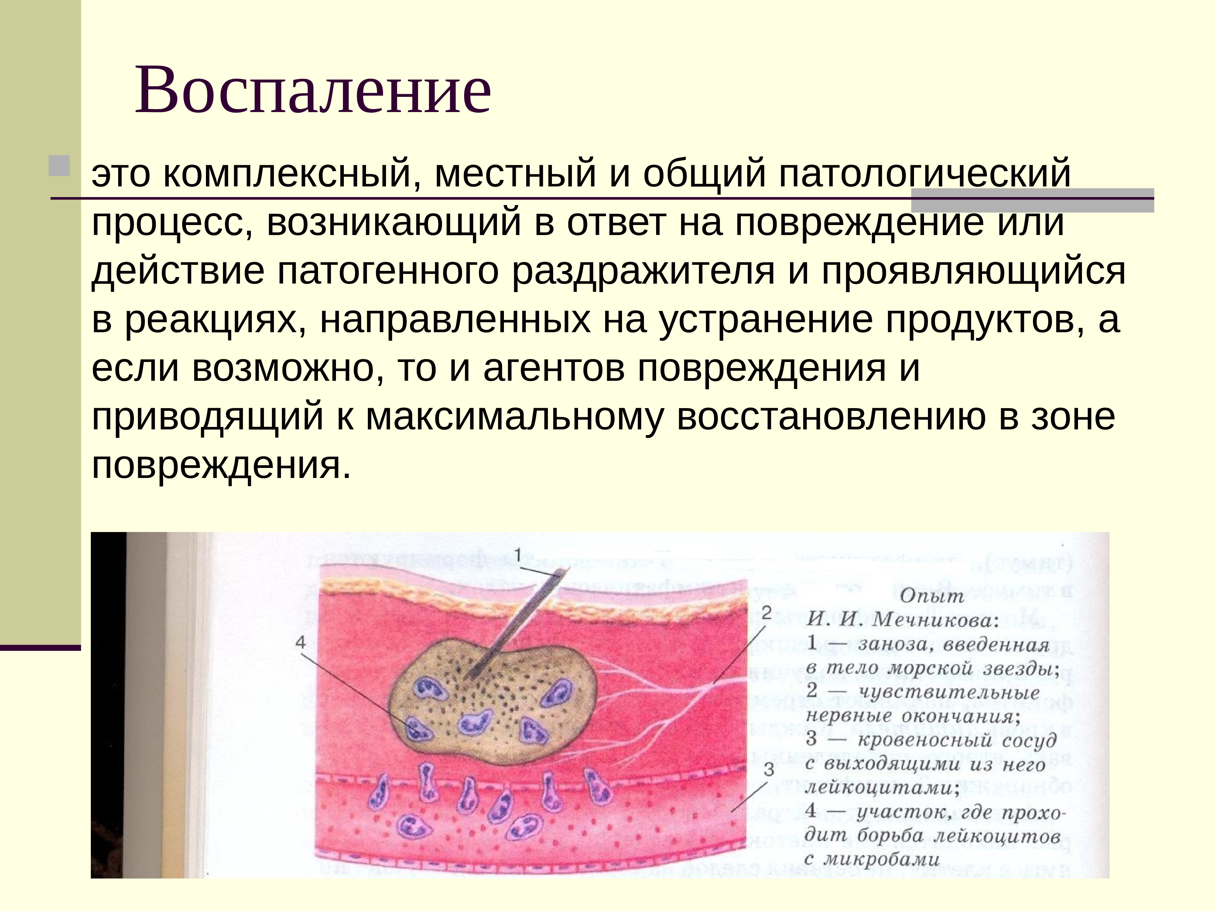 Воспаление это. Воспаление нервных окончаний. Воспаленные нервные окончания на коже. Местный и общий патологический процесс в ответ на повреждение. Воспаленное нервное окончание.