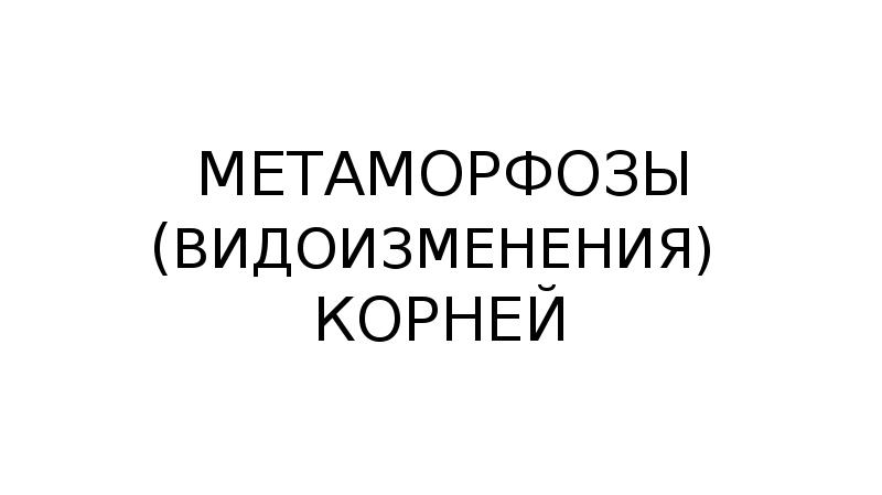МЕТАМОРФОЗЫ (ВИДОИЗМЕНЕНИЯ) КОРНЕЙ МЕТАМОРФОЗЫ (ВИДОИЗМЕНЕНИЯ) КОРНЕЙ