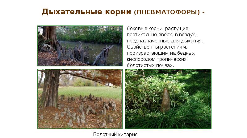 Дыхательные корни (ПНЕВМАТОФОРЫ) - Дыхательные корни (ПНЕВМАТОФОРЫ) -