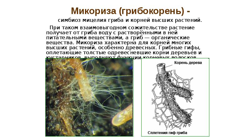 симбиоз мицелия гриба и корней высших растений.
симбиоз симбиоз мицелия гриба и корней высших растений.
симбиоз