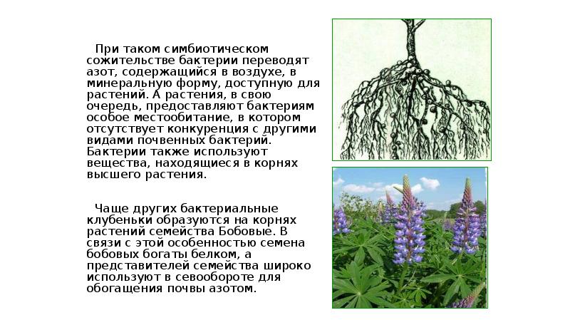 При таком симбиотическом сожительстве бактерии переводят азот, содержащийся в воздухе, в При таком симбиотическом сожительстве бактерии переводят азот, содержащийся в воздухе, в