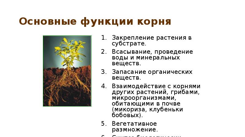 Основные функции корня
Закрепление растения в субстрате.
Всасывание, проведение воды и Основные функции корня
Закрепление растения в субстрате.
Всасывание, проведение воды и