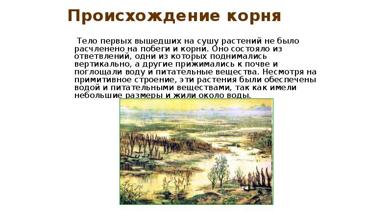 Происхождение корня
Тело первых вышедших на сушу растений не Происхождение корня
Тело первых вышедших на сушу растений не