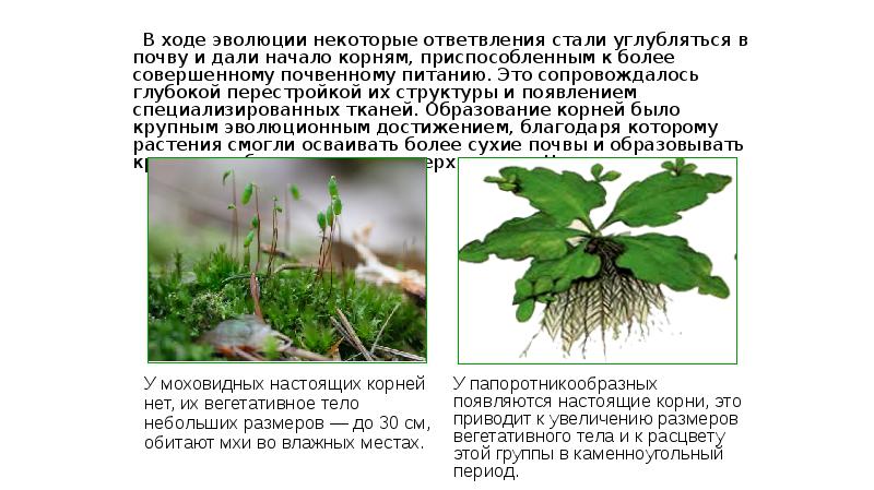 В ходе эволюции некоторые ответвления стали углубляться в почву и дали В ходе эволюции некоторые ответвления стали углубляться в почву и дали