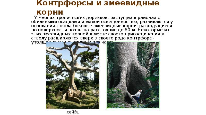 Контрфорсы и змеевидные корни
У многих тропических деревьев, Контрфорсы и змеевидные корни
У многих тропических деревьев,