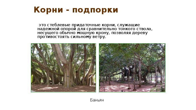 Корни - подпорки
это стеблевые придаточные корни, служащие надежной Корни - подпорки
это стеблевые придаточные корни, служащие надежной