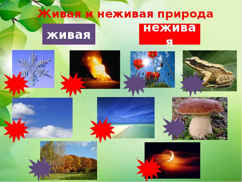 Какая живая природа какая неживая природа. Объекты живой и неживой природы. Сообщение о живой и неживой природе. Россия Живая и неживая природа. Лес это Живая или неживая природа.