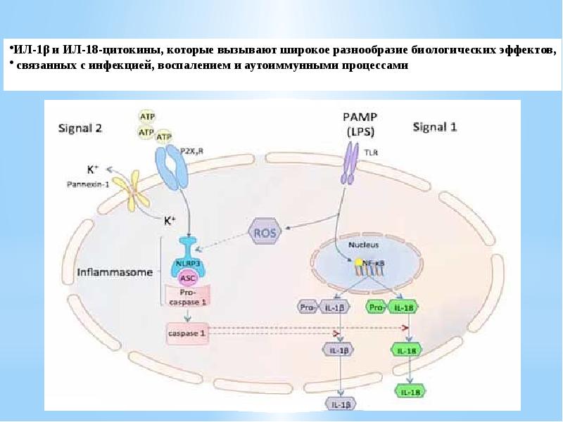 Патогенез диагностика. Биологические эффекты il-1. Интерлейкины в гинекологии. Il-18 интерлейкин ОПН.