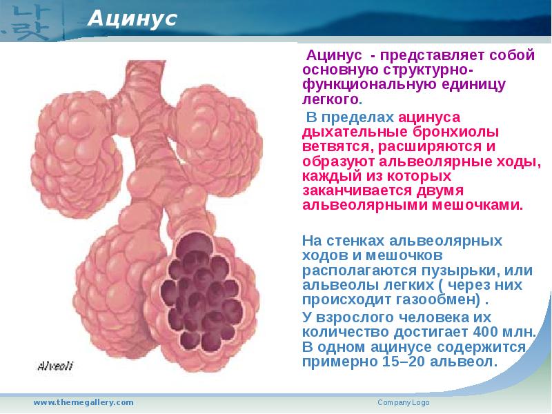 Составить схему структурно функциональной единицы легких ацинуса