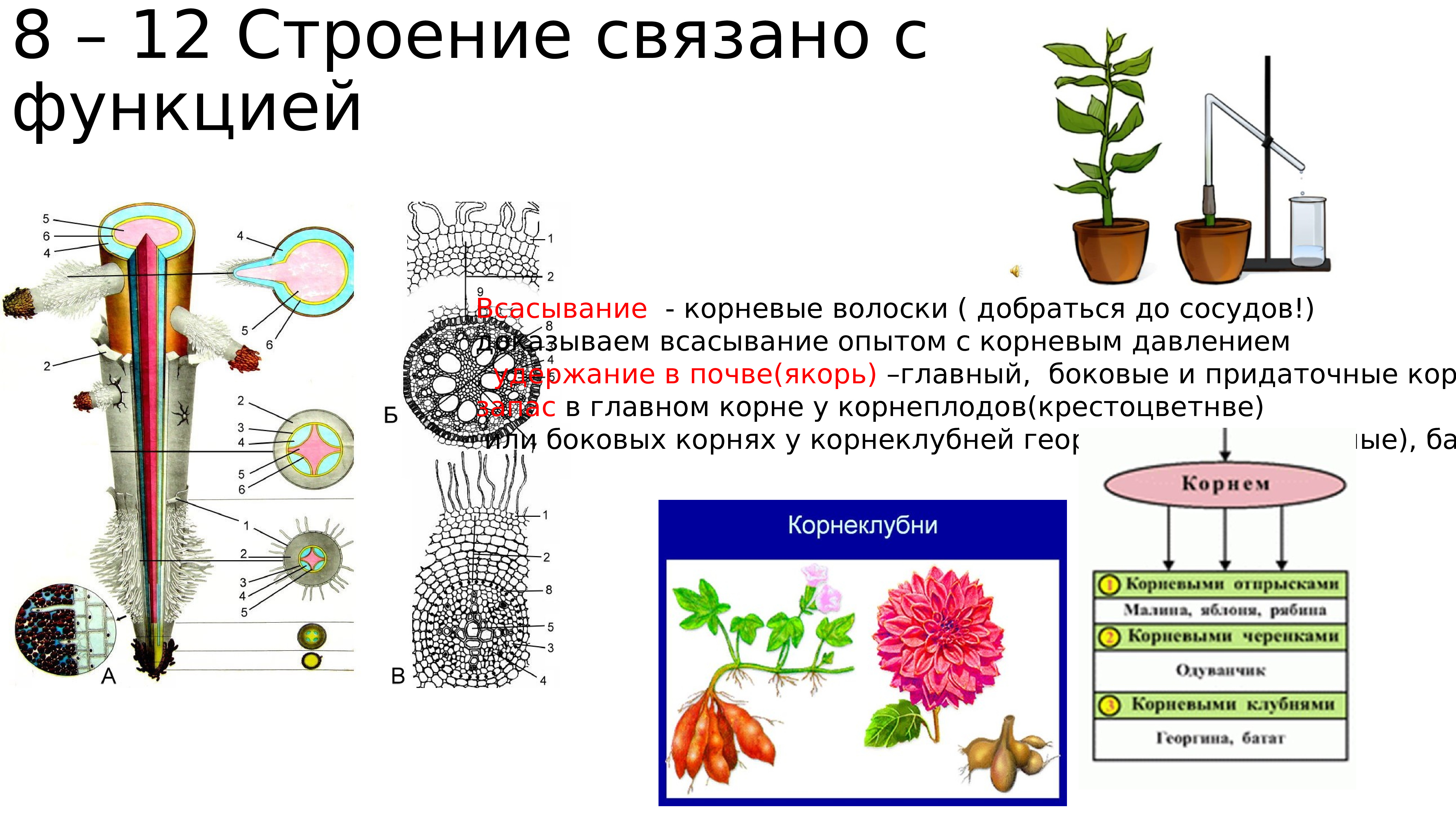 Чем полезна работа ботаника. Таблица ботаника 6 класс. Ботаника схемы ЕГЭ. Темы по ботанике. Что изучает современная ботаника.
