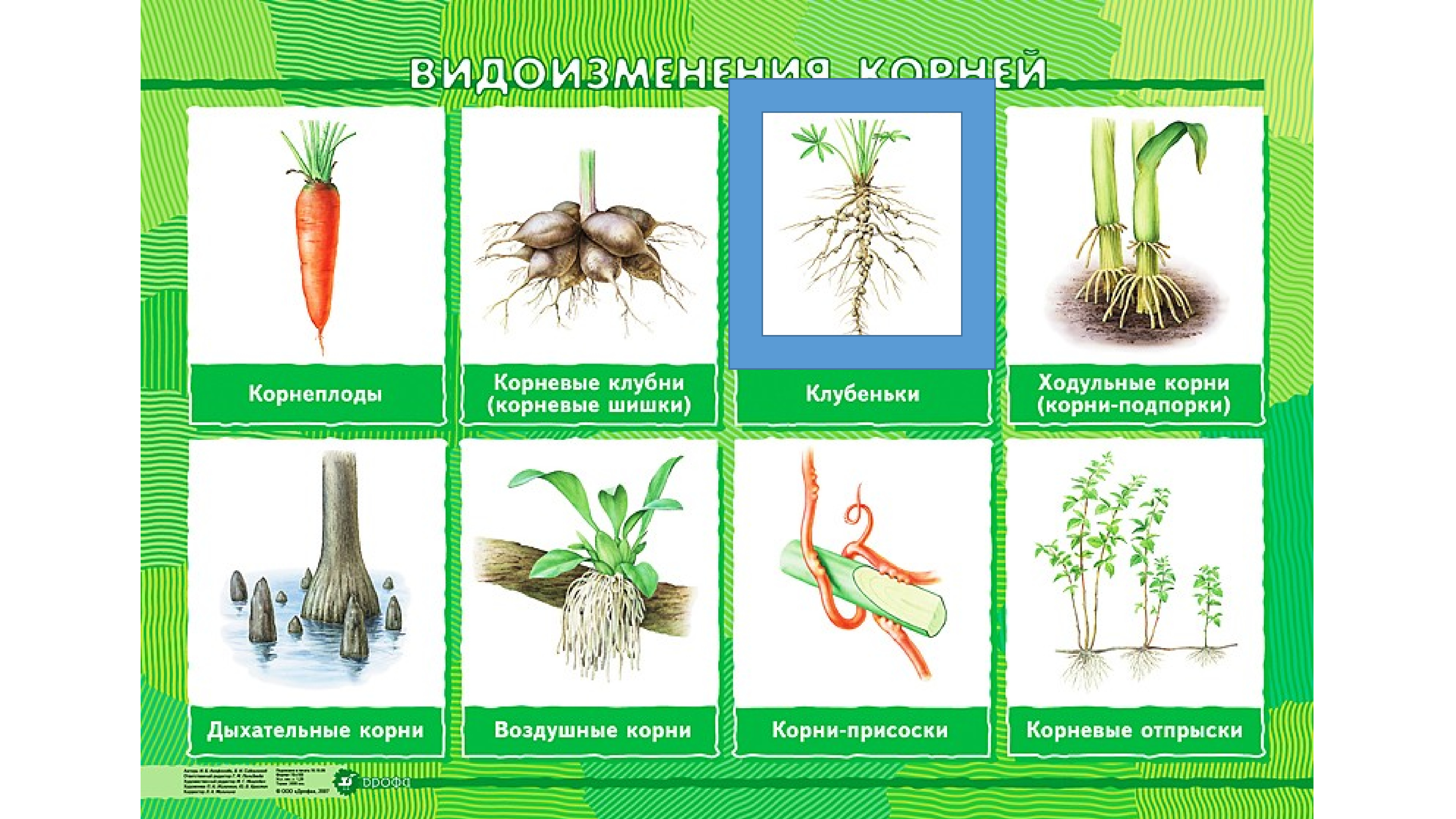 Виды измененные корни. Видоизменения корня растений ЕГЭ. Видоизменение корня растения 6 класс.