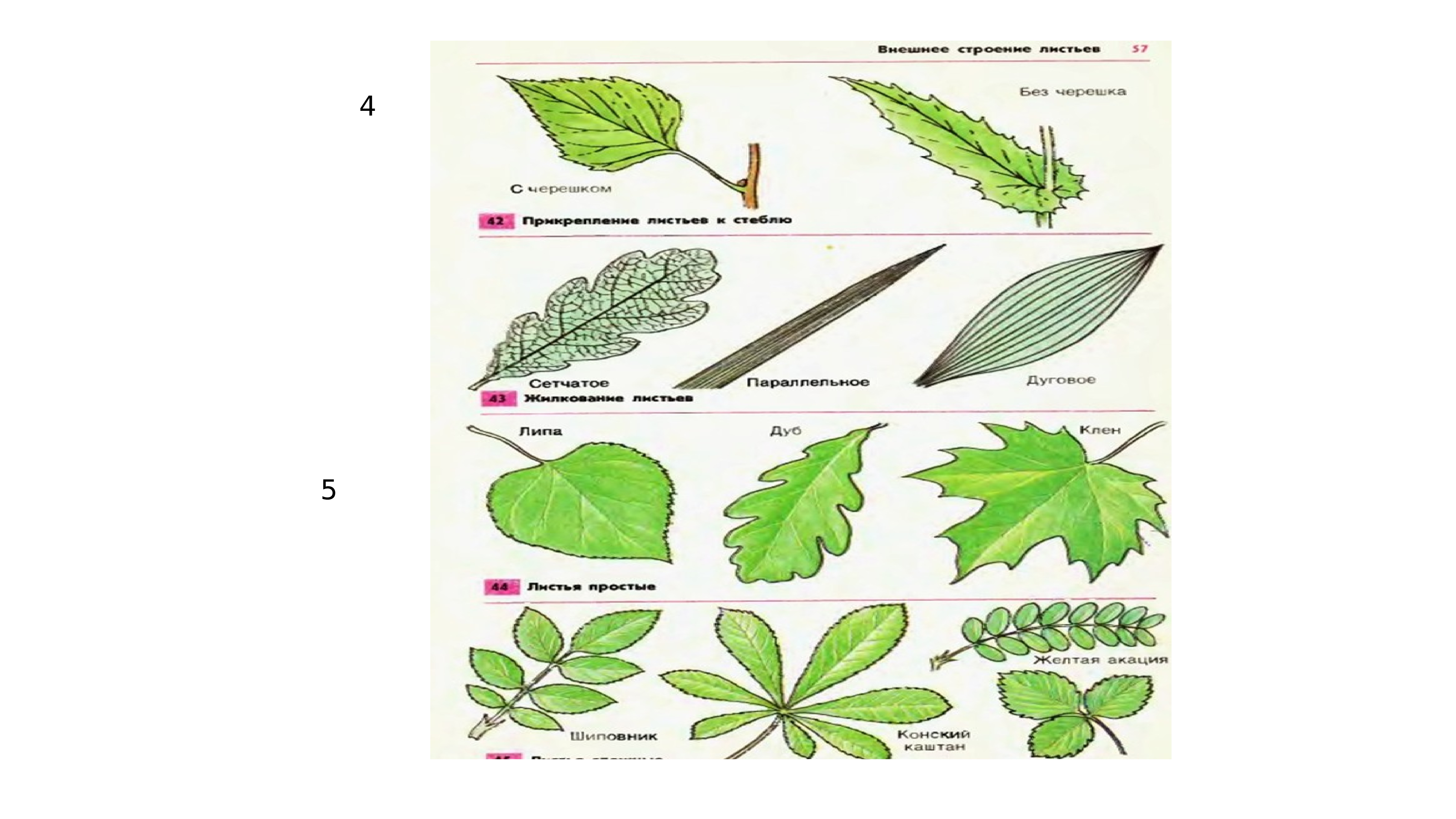 Значение листьев 6 класс. Лист (ботаника). Лист ботаника строение. Разметка листьев ботаника. Описание листа ботаника.