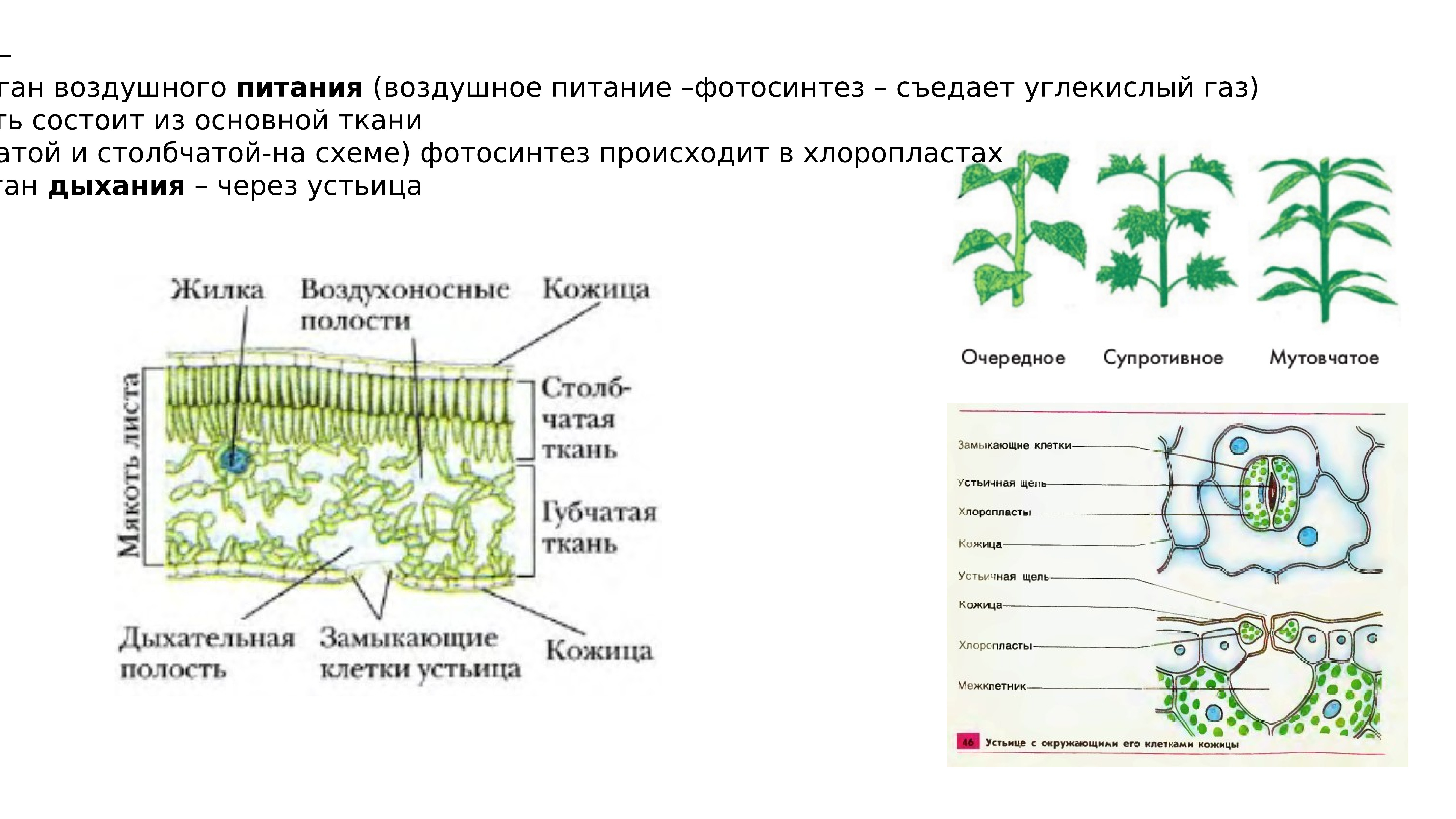 Своя игра по ботанике 6 класс презентация - 94 фото