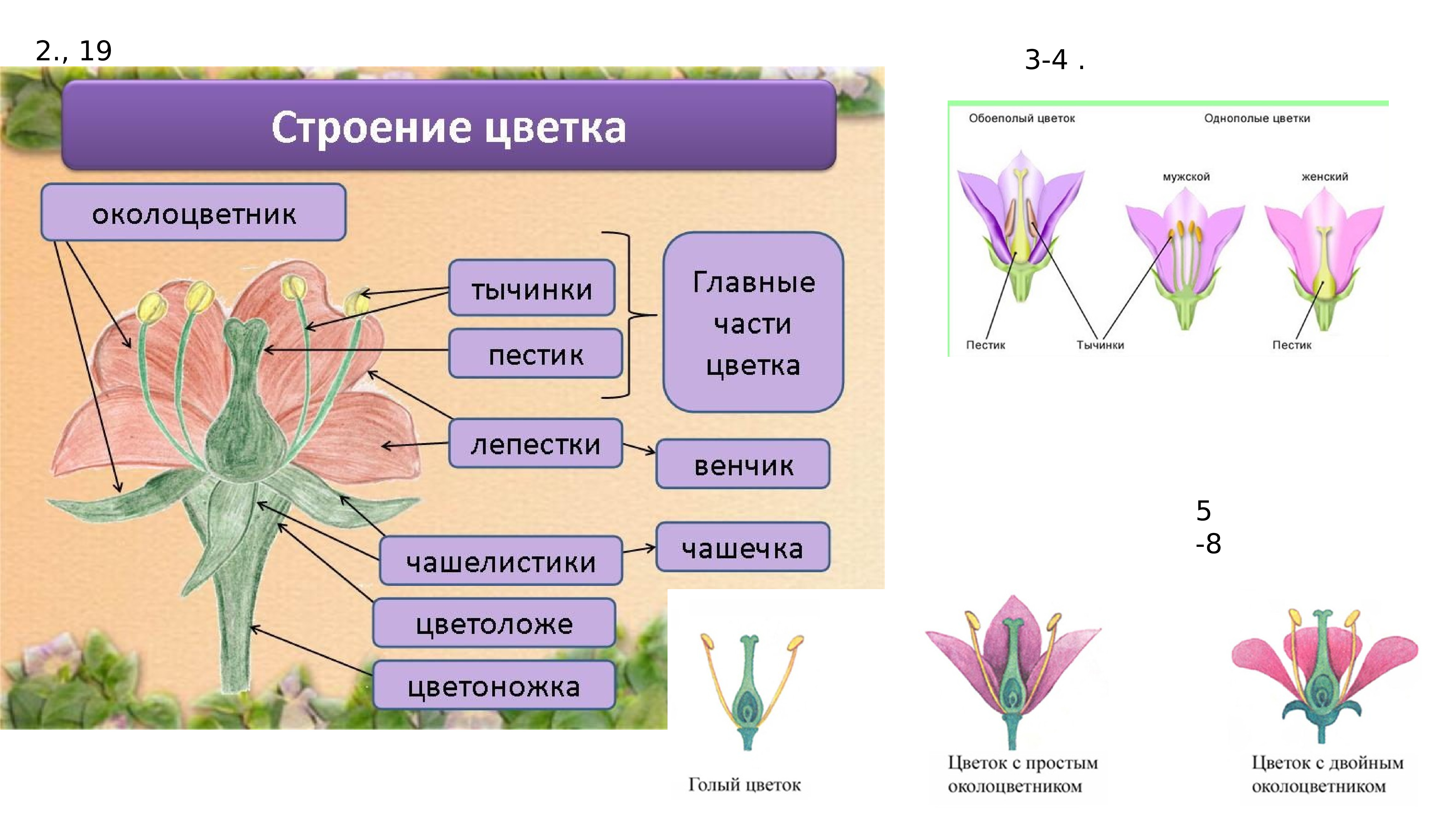 Схема цветка околоцветник