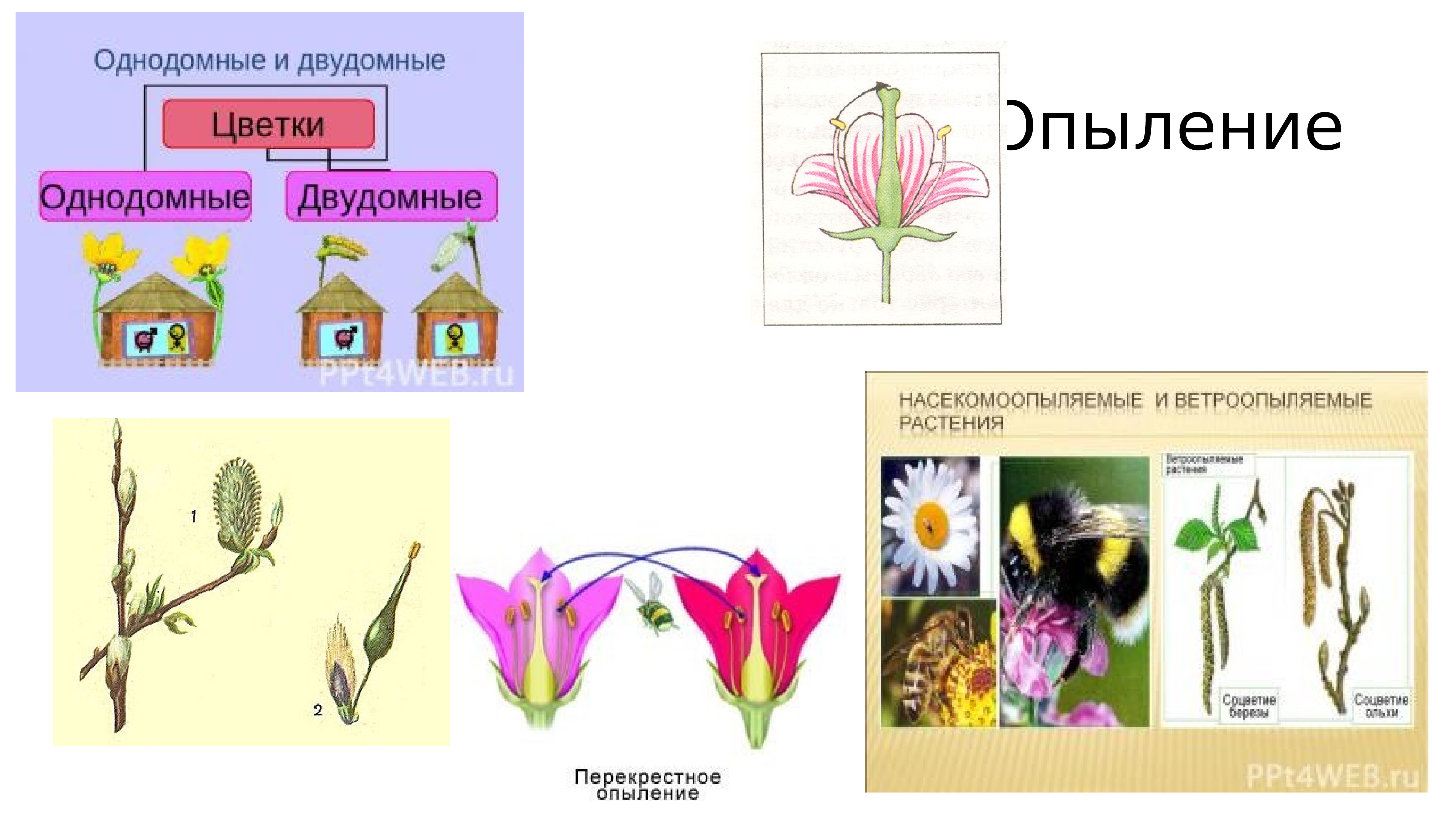 Какая ботаническая наука изучает опыление. Цветок однодомные и двудомные растения. Однодомные и двудомные цветки. Схема однодомные и двудомные цветки. Тюльпан однодомное.
