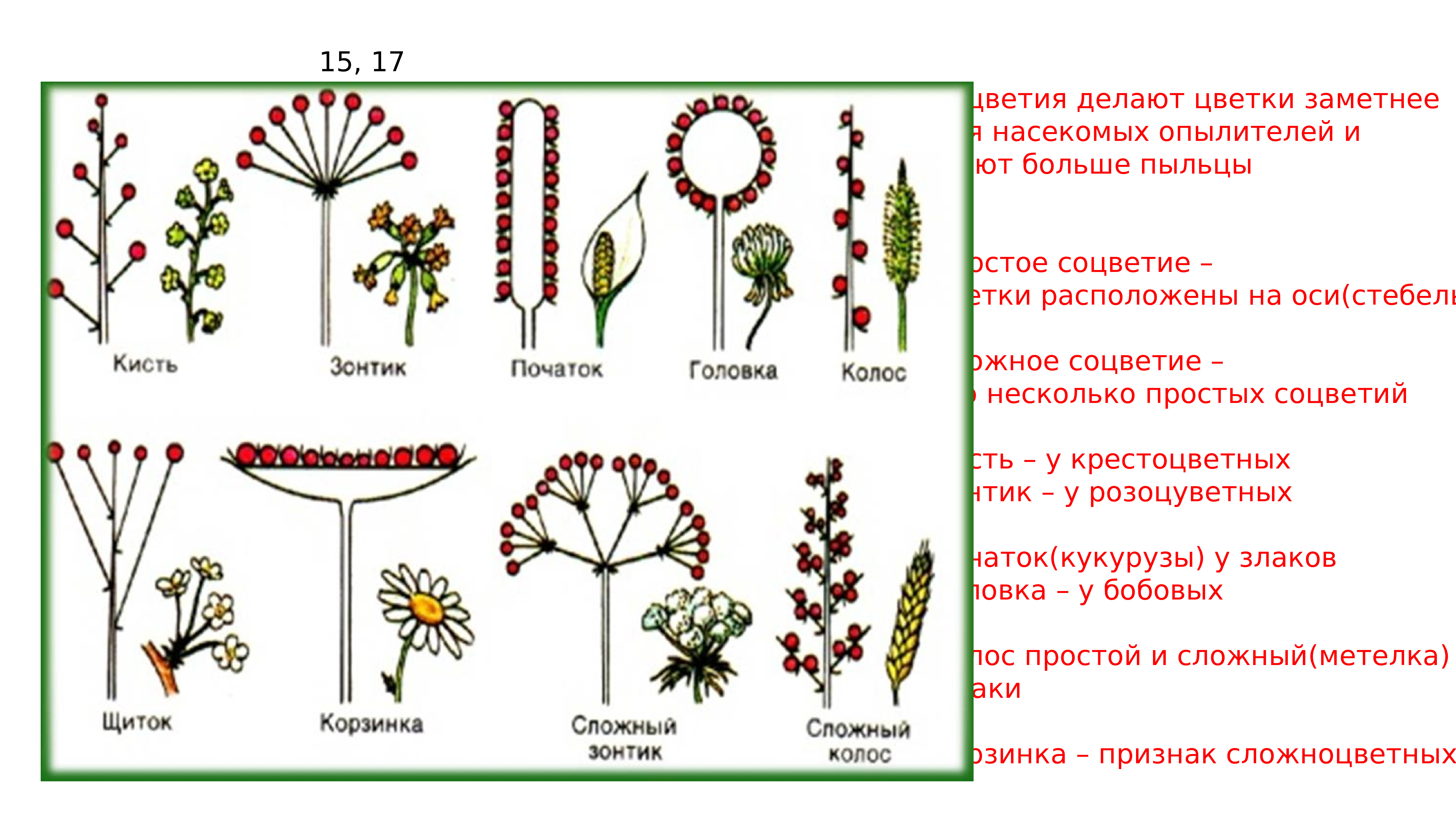 Какие соцветия изображены на рисунках. Соцветие щитковидная кисть. Соцветия покрытосеменных. Соцветия 6 класс биология. Типы соцветий покрытосеменных растений.