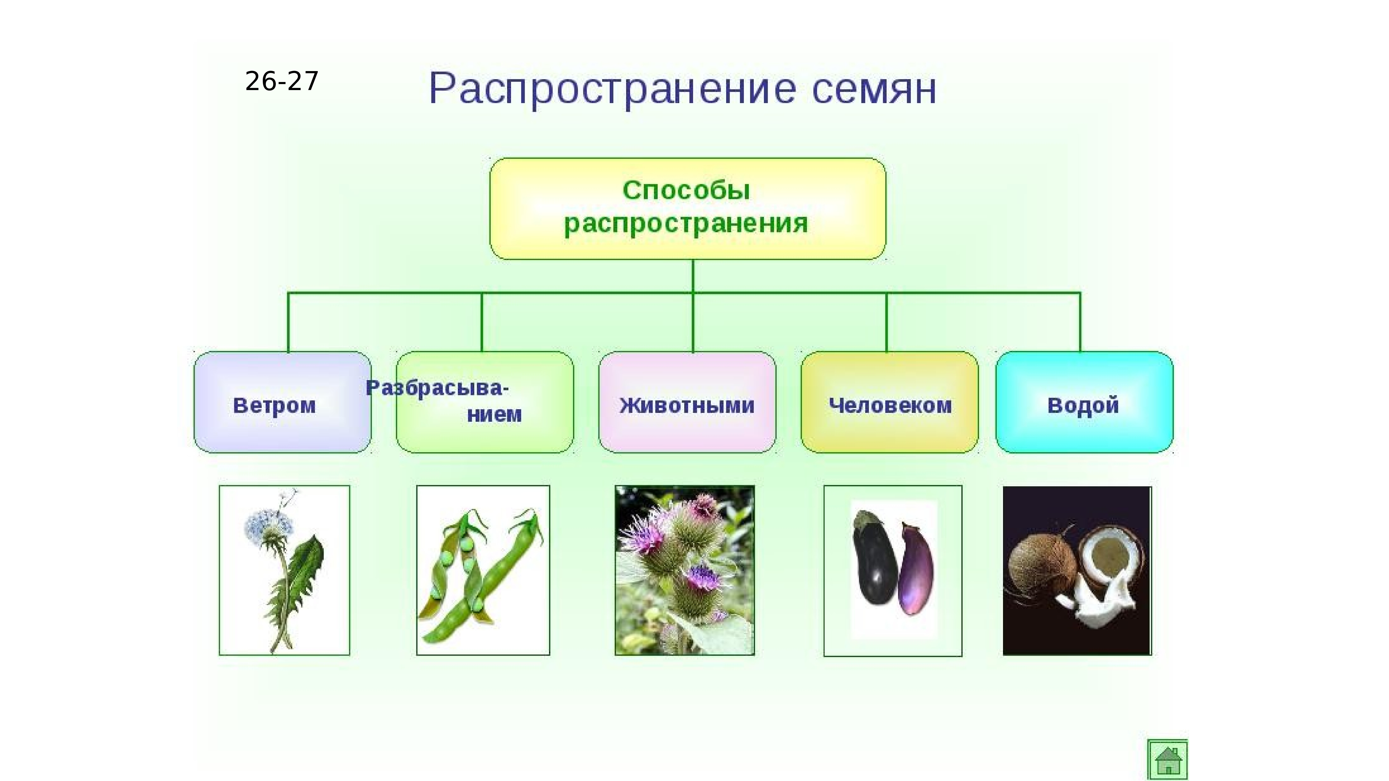 Распространение плодов и семян 6 класс биология