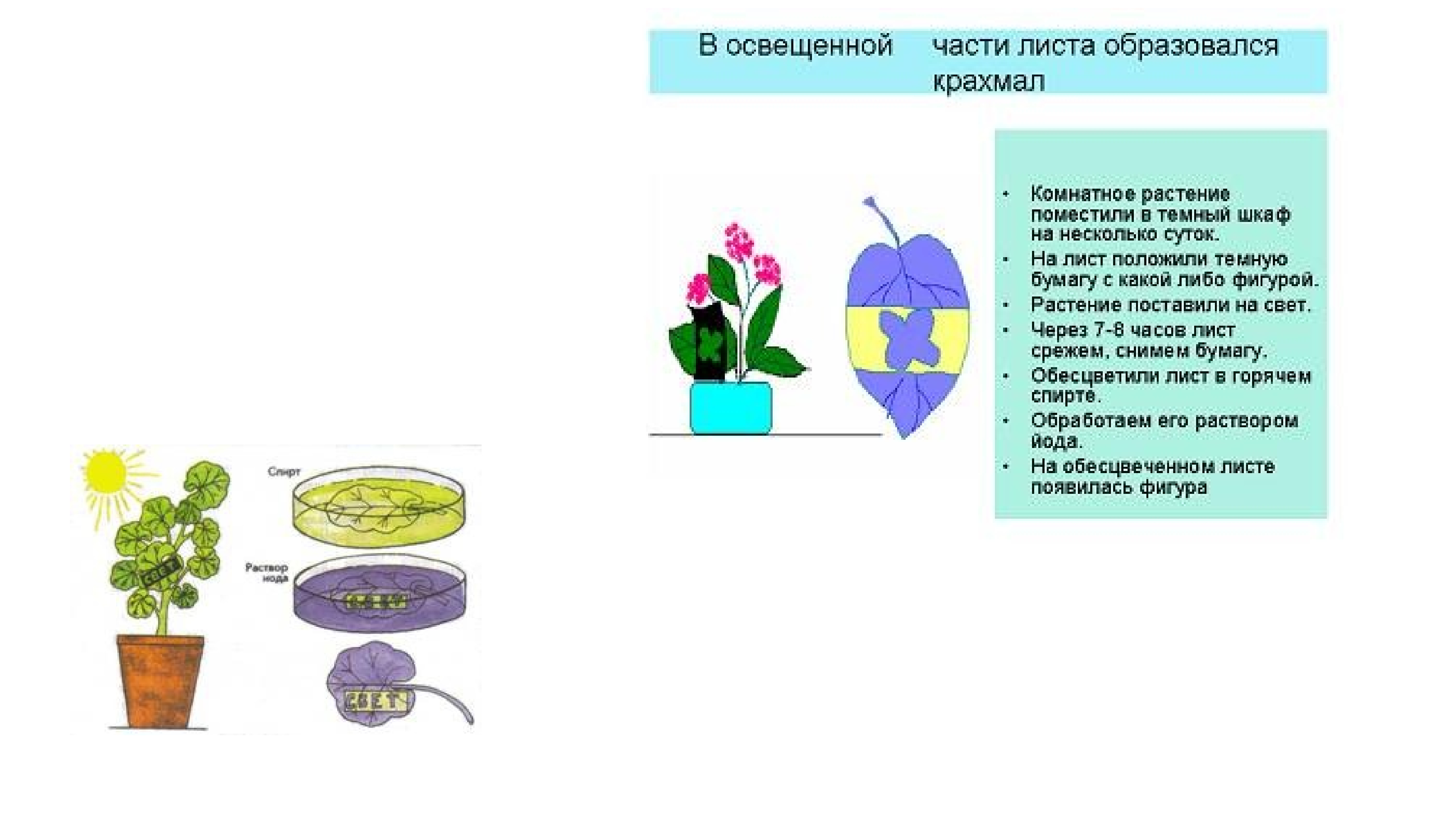 Игра по ботанике 6 класс презентация