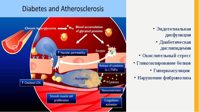 Эндотелиальная дисфункция презентация