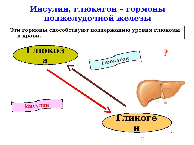 Презентация гормон поджелудочной железы инсулин