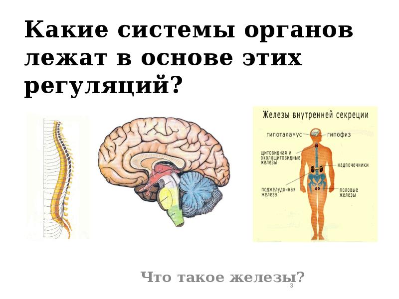 Эндокринная система гуморальная регуляция презентация 8 класс