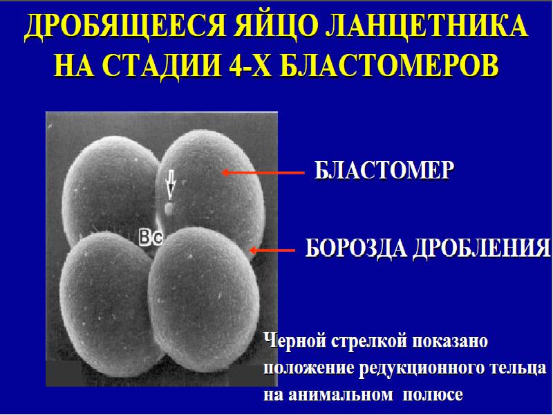 Дробление бизнеса амнистия. (Дробление презентация. Стадия 4 бластомеров. Агрегация бластомеров. Неравномерное дробление.