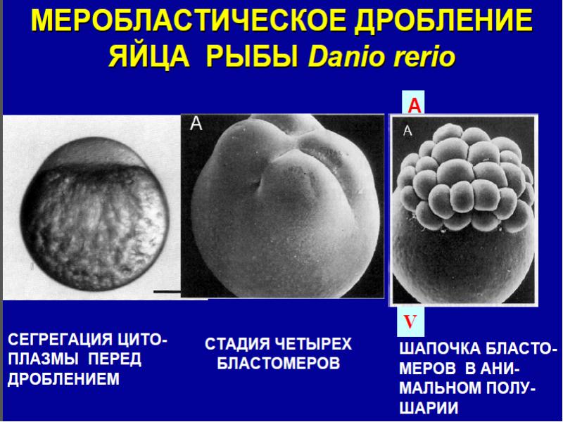 Дробление это образование. Частичное дискоидальное дробление. Неполное дискоидальное дробление. Дискоидальное дробление зиготы. Дробление типы меробластическое.