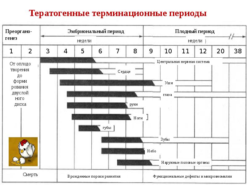 Период недели. Внутриутробная инфекция кроссворд.