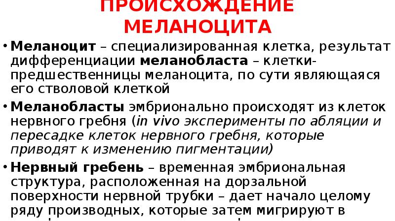 ПРОИСХОЖДЕНИЕ МЕЛАНОЦИТА
Меланоцит – специализированная клетка, результат дифференциации меланобласта – клетки-предшественницы ПРОИСХОЖДЕНИЕ МЕЛАНОЦИТА
Меланоцит – специализированная клетка, результат дифференциации меланобласта – клетки-предшественницы