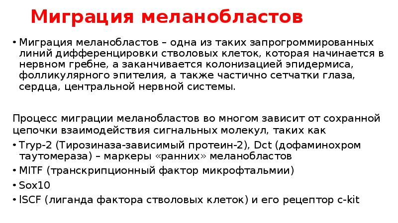 Миграция меланобластов
Миграция меланобластов – одна из таких запрогроммированных линий дифференцировки Миграция меланобластов
Миграция меланобластов – одна из таких запрогроммированных линий дифференцировки
