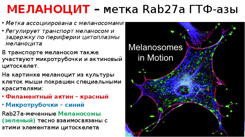 МЕЛАНОЦИТ – метка Rab27a ГТФ-азы
Метка ассоциирована с меланосомами
Регулирует транспорт МЕЛАНОЦИТ – метка Rab27a ГТФ-азы
Метка ассоциирована с меланосомами
Регулирует транспорт
