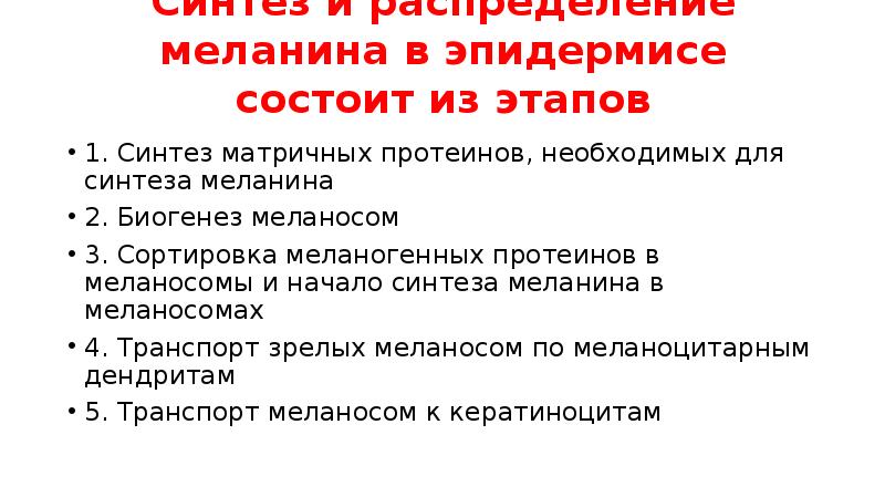 Синтез и распределение меланина в эпидермисе состоит из этапов
1. Синтез Синтез и распределение меланина в эпидермисе состоит из этапов
1. Синтез