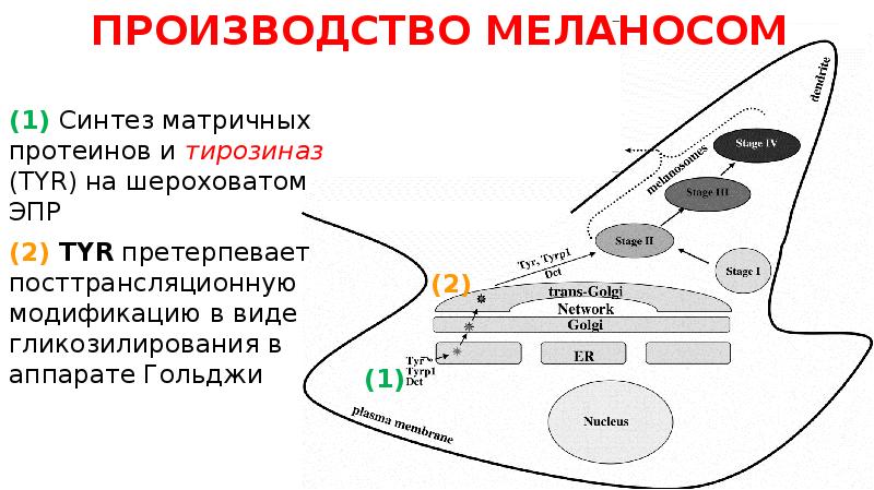 ПРОИЗВОДСТВО МЕЛАНОСОМ
(1) Синтез матричных протеинов и тирозиназ (TYR) на шероховатом ПРОИЗВОДСТВО МЕЛАНОСОМ
(1) Синтез матричных протеинов и тирозиназ (TYR) на шероховатом