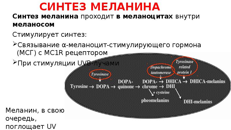 Какая функция меланина