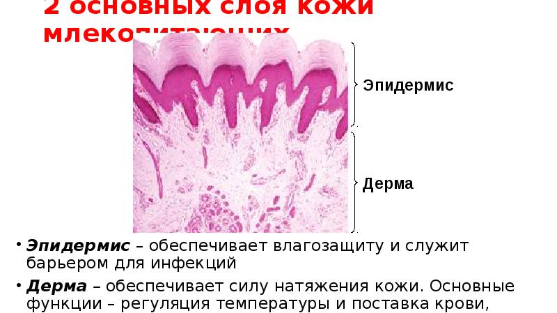 2 основных слоя кожи млекопитающих
Эпидермис – обеспечивает влагозащиту и служит 2 основных слоя кожи млекопитающих
Эпидермис – обеспечивает влагозащиту и служит