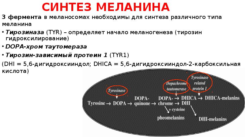 СИНТЕЗ МЕЛАНИНА
3 фермента в меланосомах необходимы для синтеза различного типа СИНТЕЗ МЕЛАНИНА
3 фермента в меланосомах необходимы для синтеза различного типа