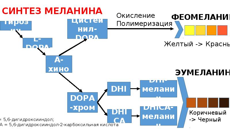 СИНТЕЗ МЕЛАНИНА СИНТЕЗ МЕЛАНИНА