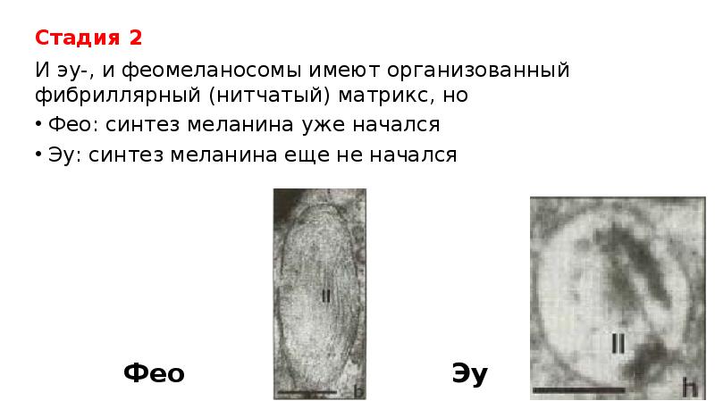 Стадия 2
Стадия 2
И эу-, и феомеланосомы имеют организованный фибриллярный Стадия 2
Стадия 2
И эу-, и феомеланосомы имеют организованный фибриллярный
