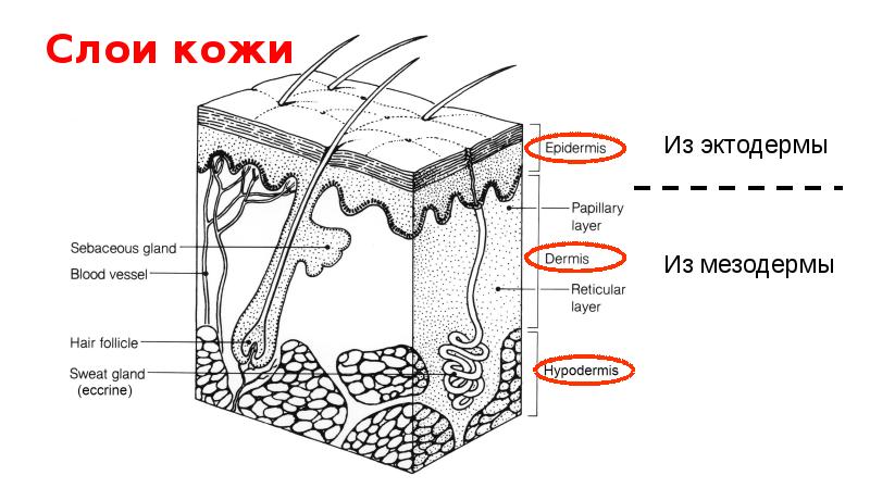Слои кожи Слои кожи