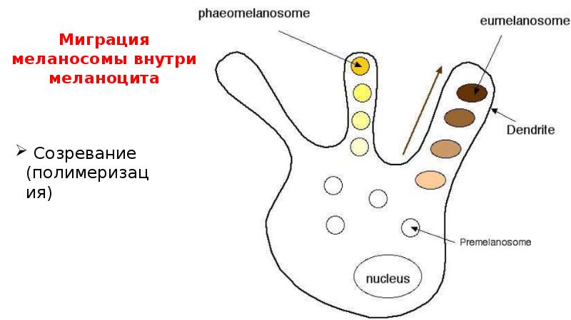 Миграция меланосомы внутри меланоцита
Созревание (полимеризация) Миграция меланосомы внутри меланоцита
Созревание (полимеризация)