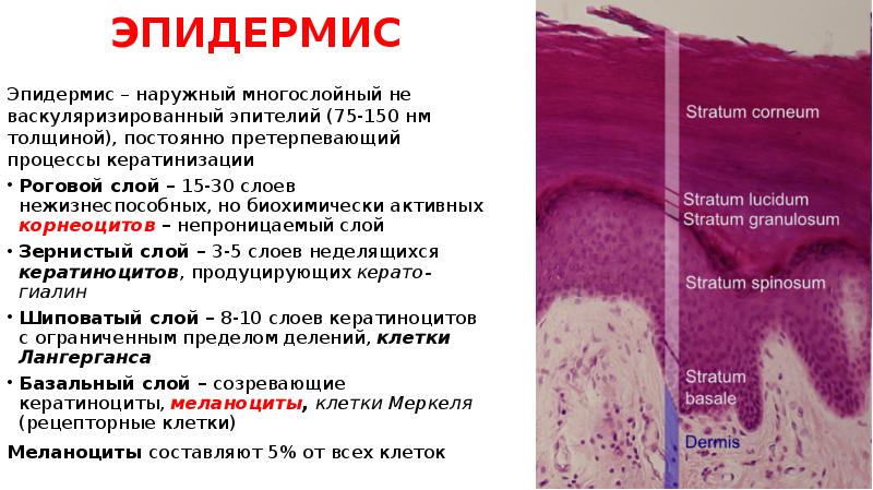ЭПИДЕРМИС
Эпидермис – наружный многослойный не васкуляризированный эпителий (75-150 нм толщиной), ЭПИДЕРМИС
Эпидермис – наружный многослойный не васкуляризированный эпителий (75-150 нм толщиной),