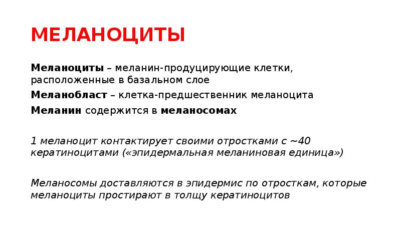 МЕЛАНОЦИТЫ
Меланоциты – меланин-продуцирующие клетки, расположенные в базальном слое
Меланобласт – МЕЛАНОЦИТЫ
Меланоциты – меланин-продуцирующие клетки, расположенные в базальном слое
Меланобласт –