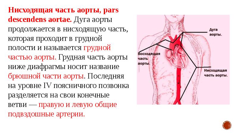 Аорта презентация по анатомии