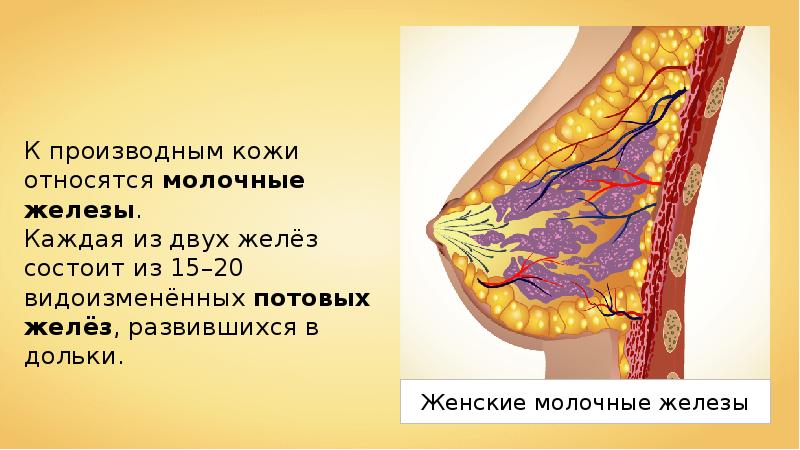 Производные железы. Производные кожи молочная железа. Кожа и ее производные. Молочная железа это производное кожи.