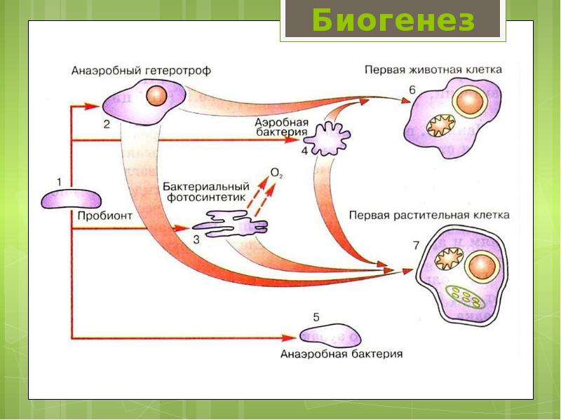 Почему появление хлорофилла в клетках организмов считается важным этапом эволюции живого мира