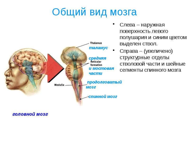 Общий вид мозга  Слева – наружная поверхность левого полушария и