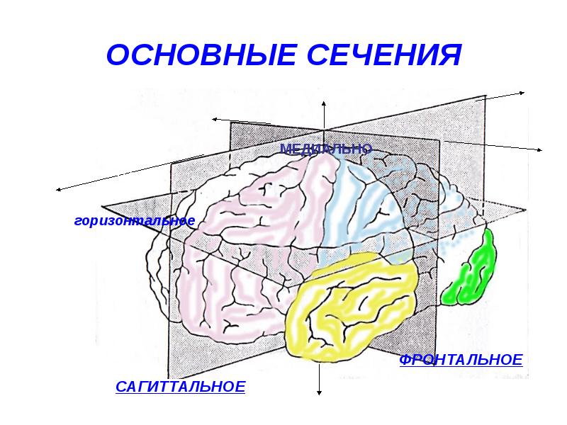 ОСНОВНЫЕ СЕЧЕНИЯ