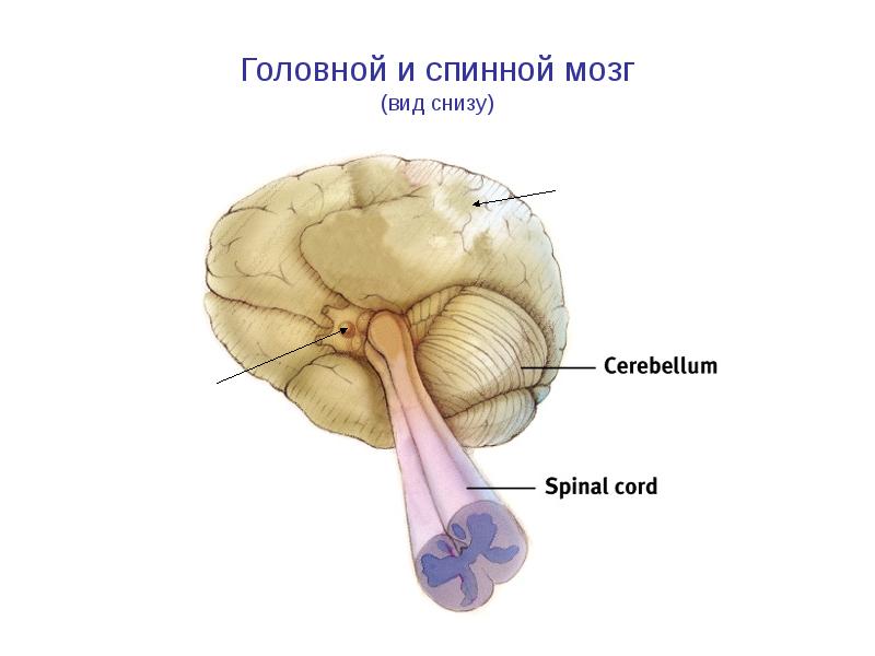 Головной и спинной мозг (вид снизу)