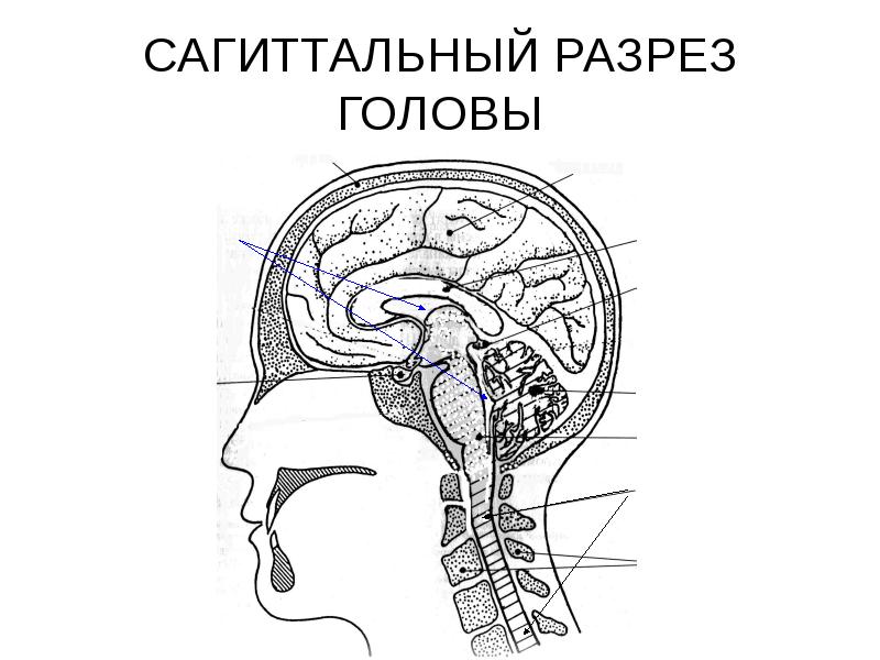 САГИТТАЛЬНЫЙ РАЗРЕЗ ГОЛОВЫ